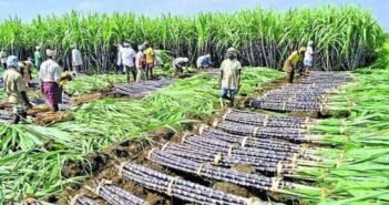 ‘பொங்கல் தொகுப்பில் கரும்பு சேர்ப்பு; முறைகேடுகளே தாமதத்திற்கான காரணம்!’ |Tamil Nadu sugarcane issue in pongal gift distribution