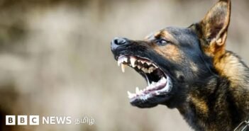 தெருநாய்கள் யாரையெல்லாம் குறிவைக்கின்றன? தெருநாய் துரத்தினால் என்ன செய்ய வேண்டும்? 8 கேள்வி-பதில்கள்