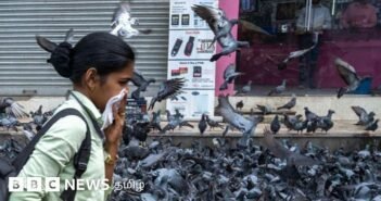 இந்திய மாநிலத்தில் புறாக்களுக்கு உணவளிக்க விதிக்கப்பட்ட தடை கடும் மோதலை தூண்டியுள்ளது ஏன்?