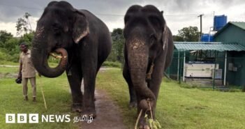 பாமா – காமாட்சி: முதுமலையில் 55 ஆண்டுகளாக இணை பிரியாத இரு யானைகளின் அற்புத பந்தம்