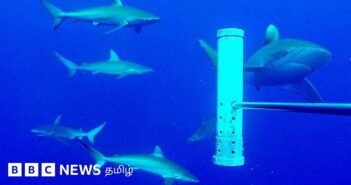 திறந்த பெருங்கடலை விட கடலடி மலைகள் சுறாக்களை ஈர்ப்பதன் மர்மம் என்ன?