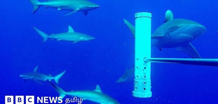 திறந்த பெருங்கடலை விட கடலடி மலைகள் சுறாக்களை ஈர்ப்பதன் மர்மம் என்ன?