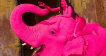 பிங்க் யானை: ரஷ்யப் புகைப்படக் கலைஞரின் வைரல் 'கலை' முயற்சிக்குக் கிளம்பிய எதிர்ப்பு!