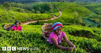 தேநீர்: போர்களை தூண்டி, உலக வர்த்தகத்தை மாற்றிய ஒரு பானத்தின் இருண்ட வரலாறு