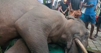 கூடலூர்: காப்பி தோட்டத்தில் மர்மமாக இறந்து கிடந்த ஆண் யானை; தீவிர விசாரணையில் வனத்துறை!