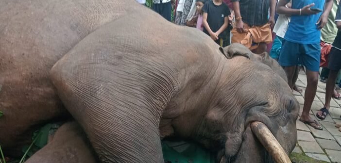 கூடலூர்: காப்பி தோட்டத்தில் மர்மமாக இறந்து கிடந்த ஆண் யானை; தீவிர விசாரணையில் வனத்துறை!